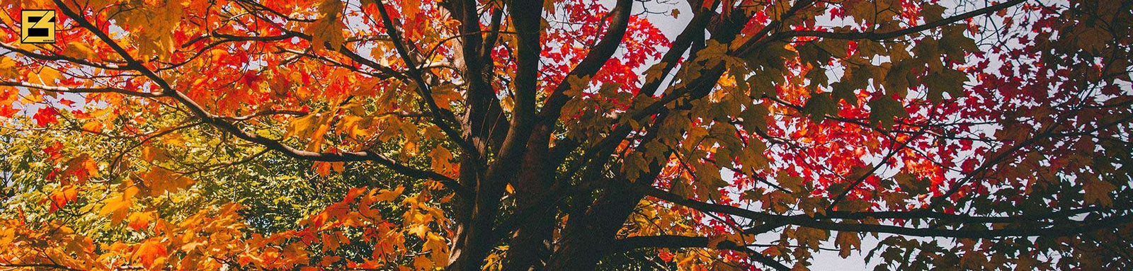 Great views of fall foliage across the USA While Paddle boarding